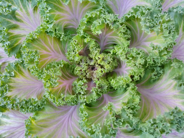oramental flower