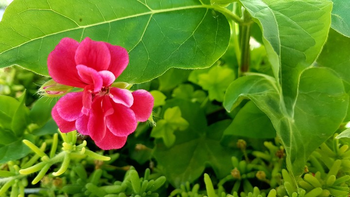 green nature