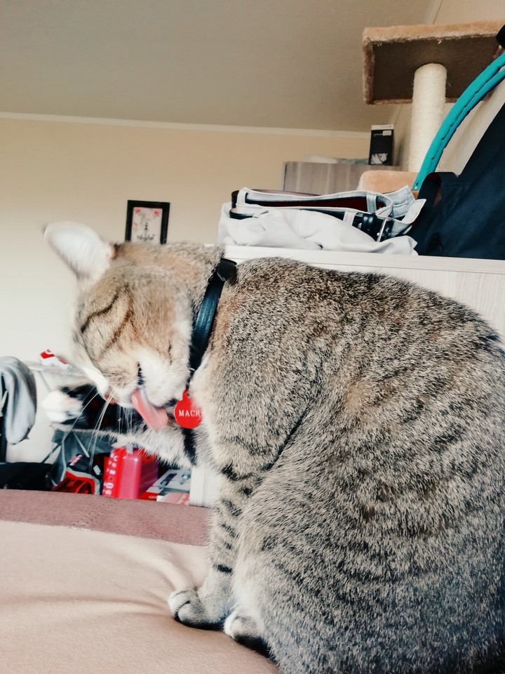 кошка