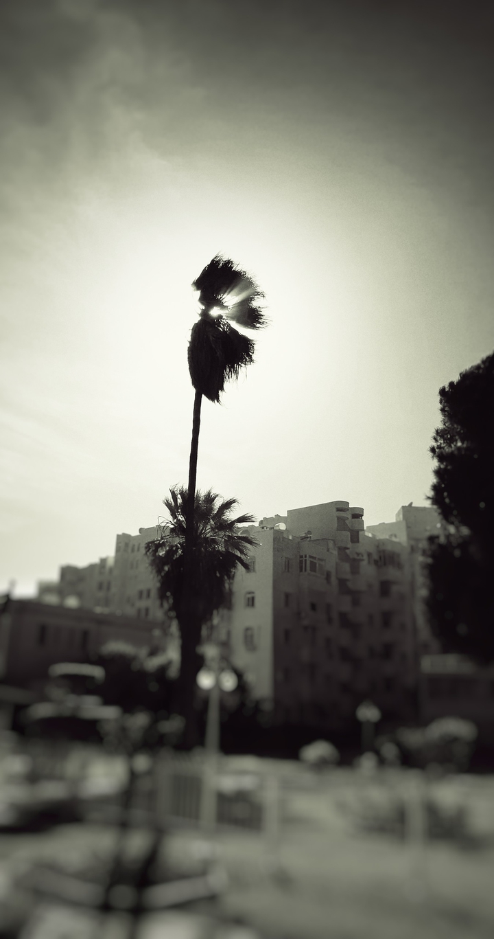 Palm tree