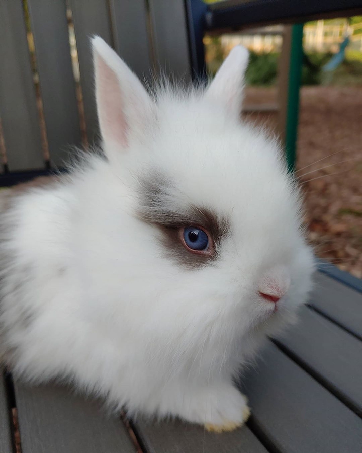 Rabbit