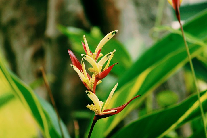 Unknown flower