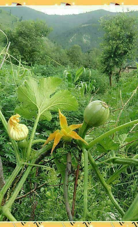 sawat
