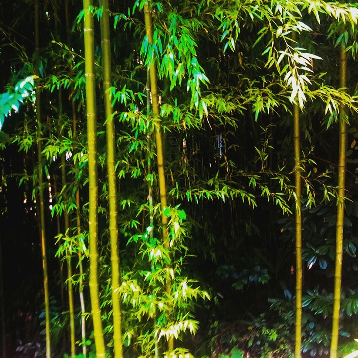 bamboo
