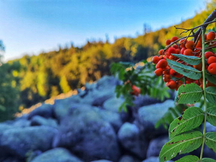 pure nature