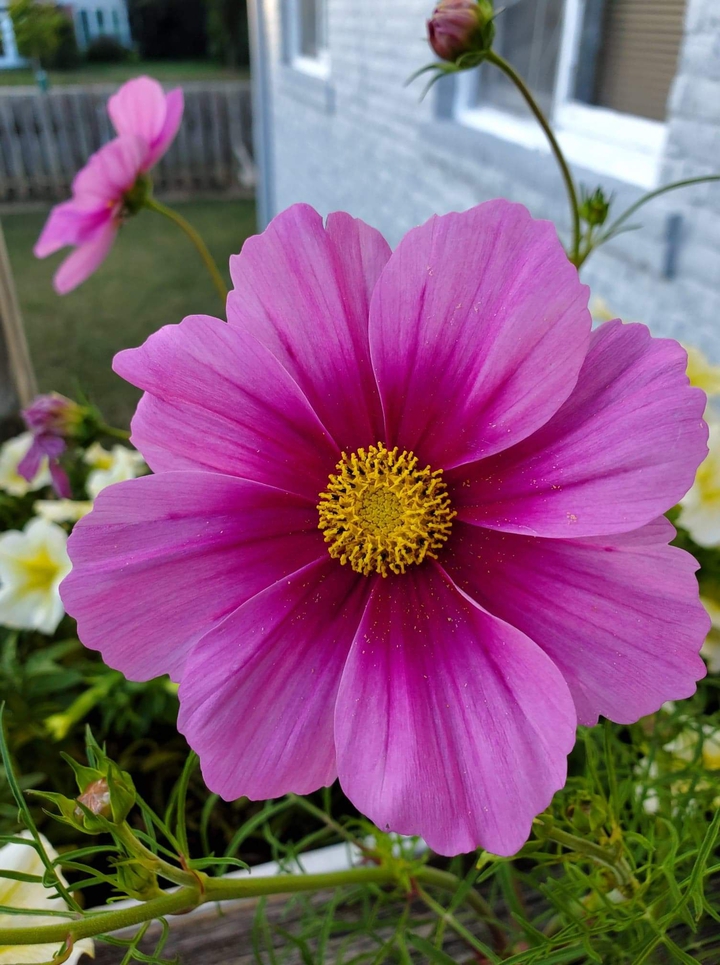 cosmos flower