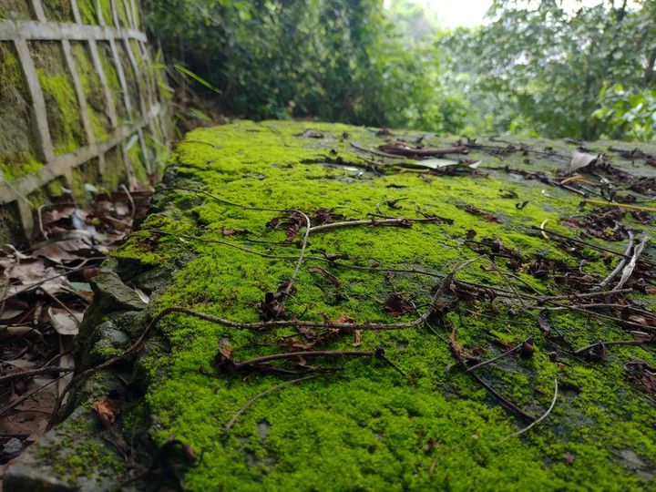 moss