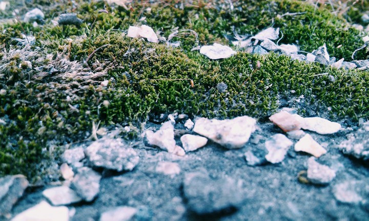 Moss