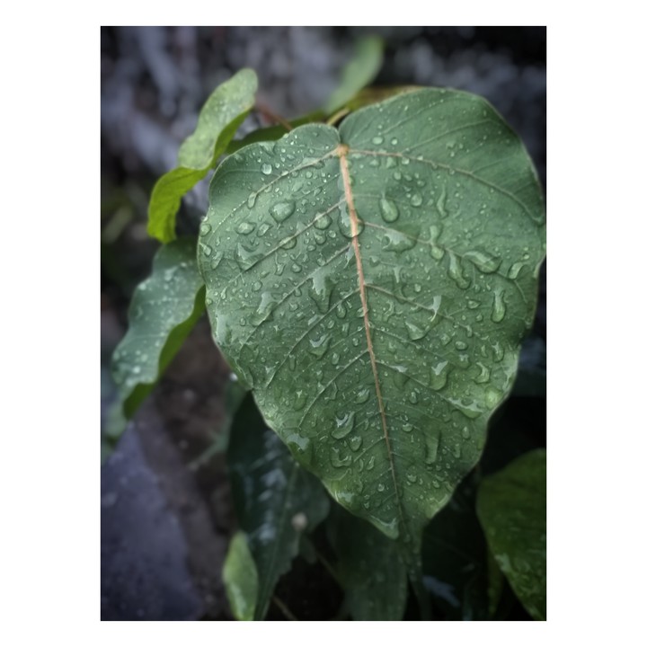 LEAF