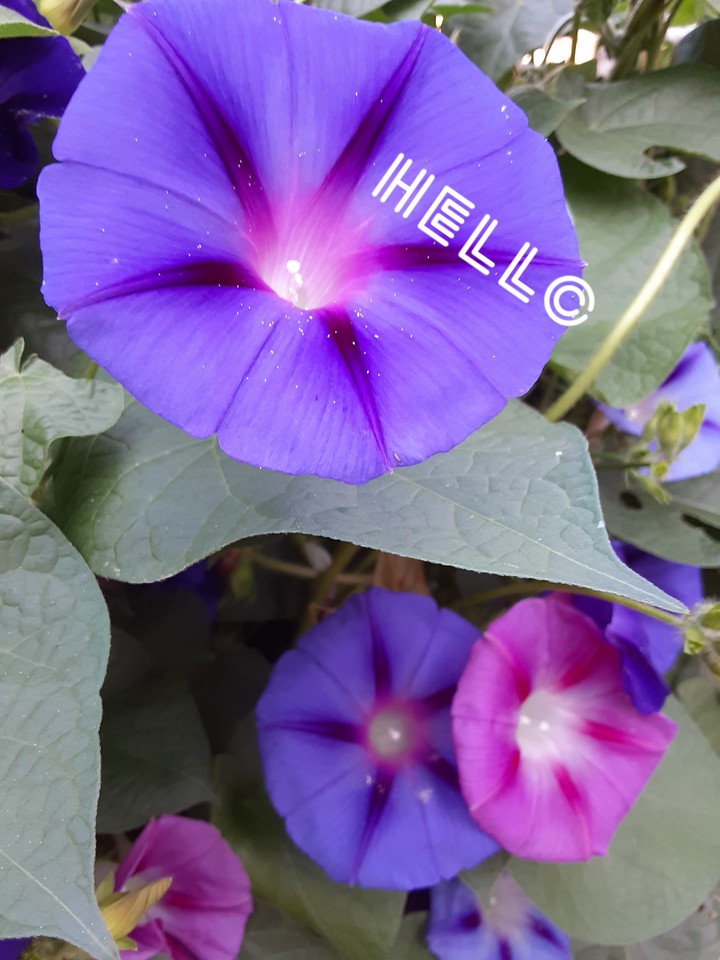 Summer Morning Glories