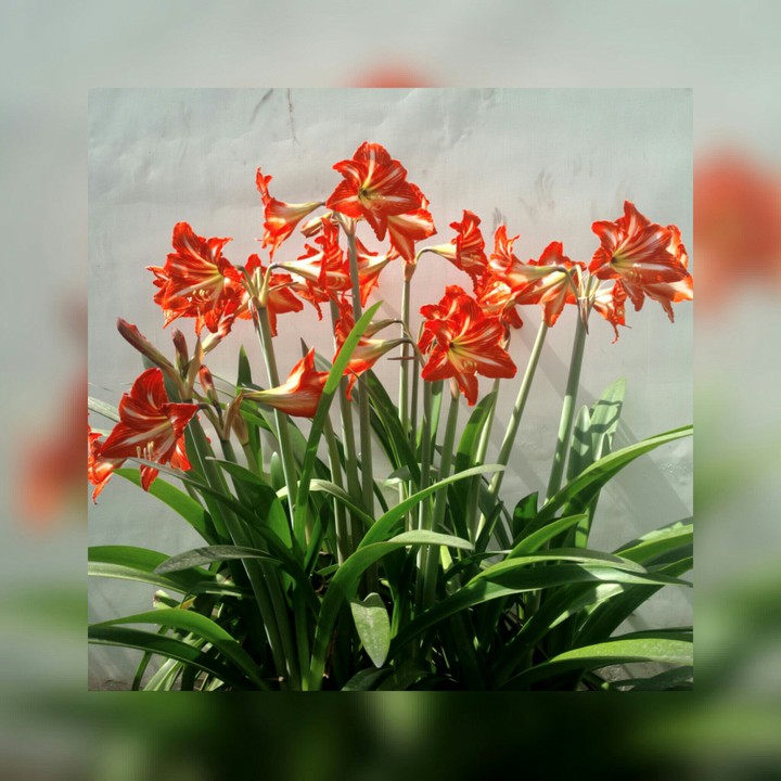 lily