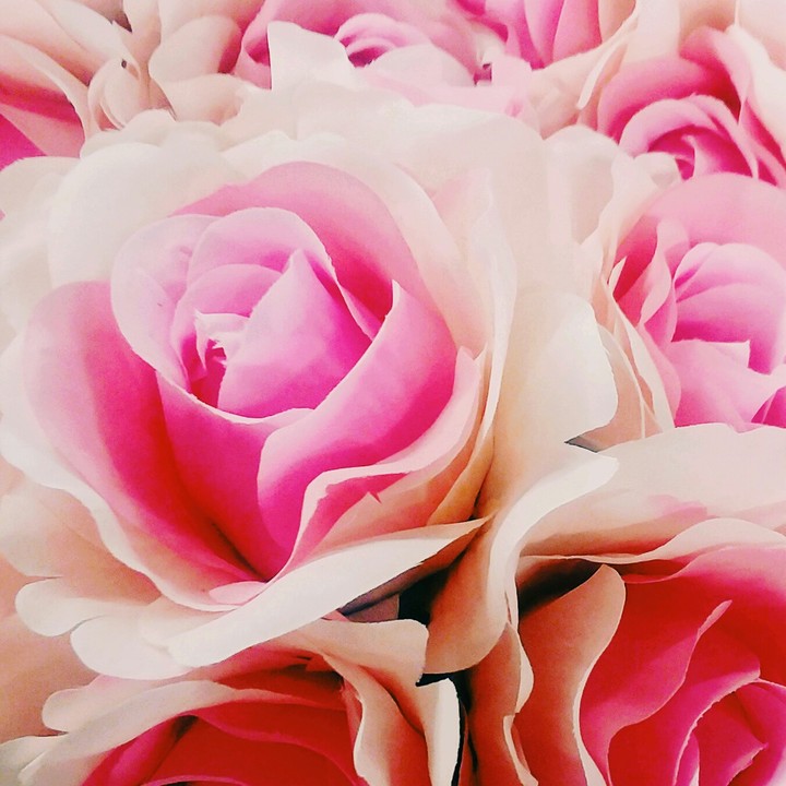 Pink and white roses