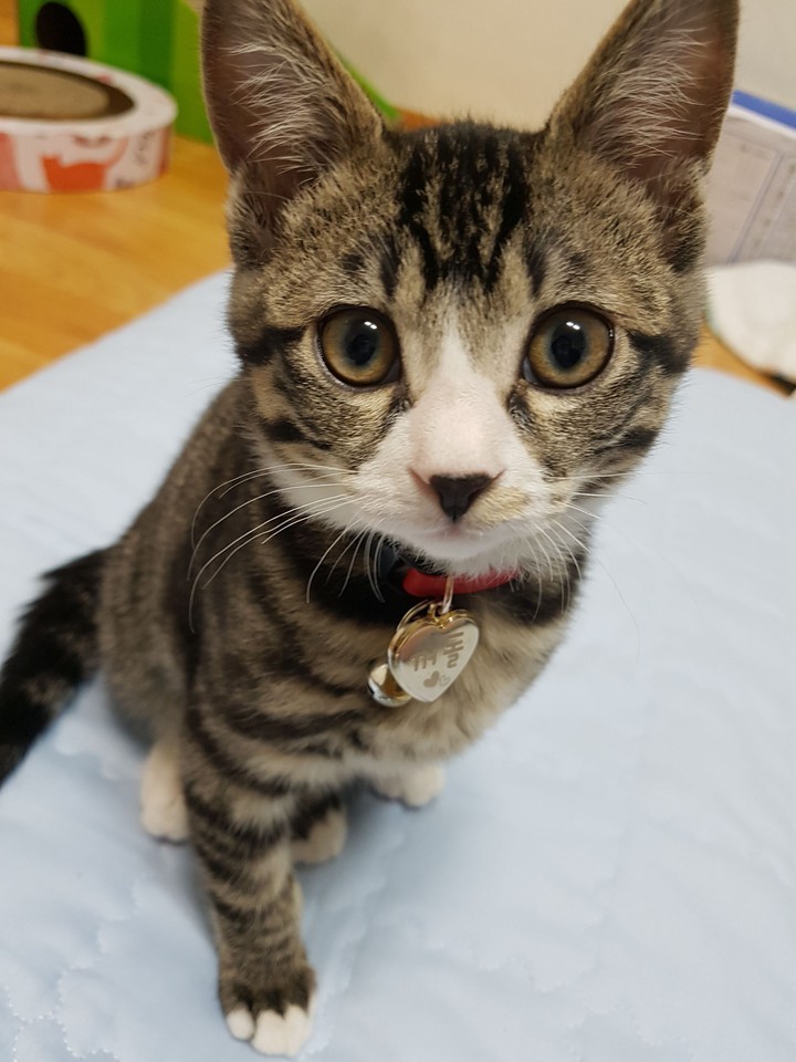 돌아온 꺼돌이