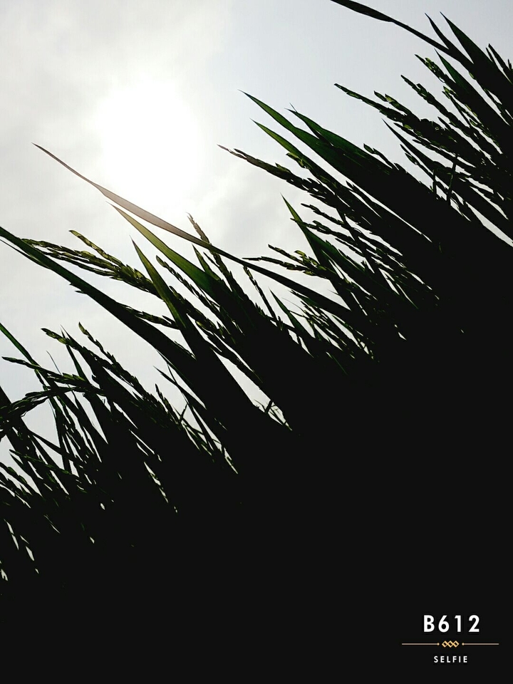 Sun with Rice
