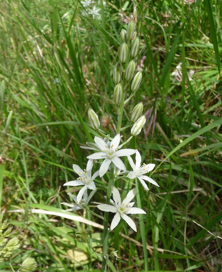 Star pattern
