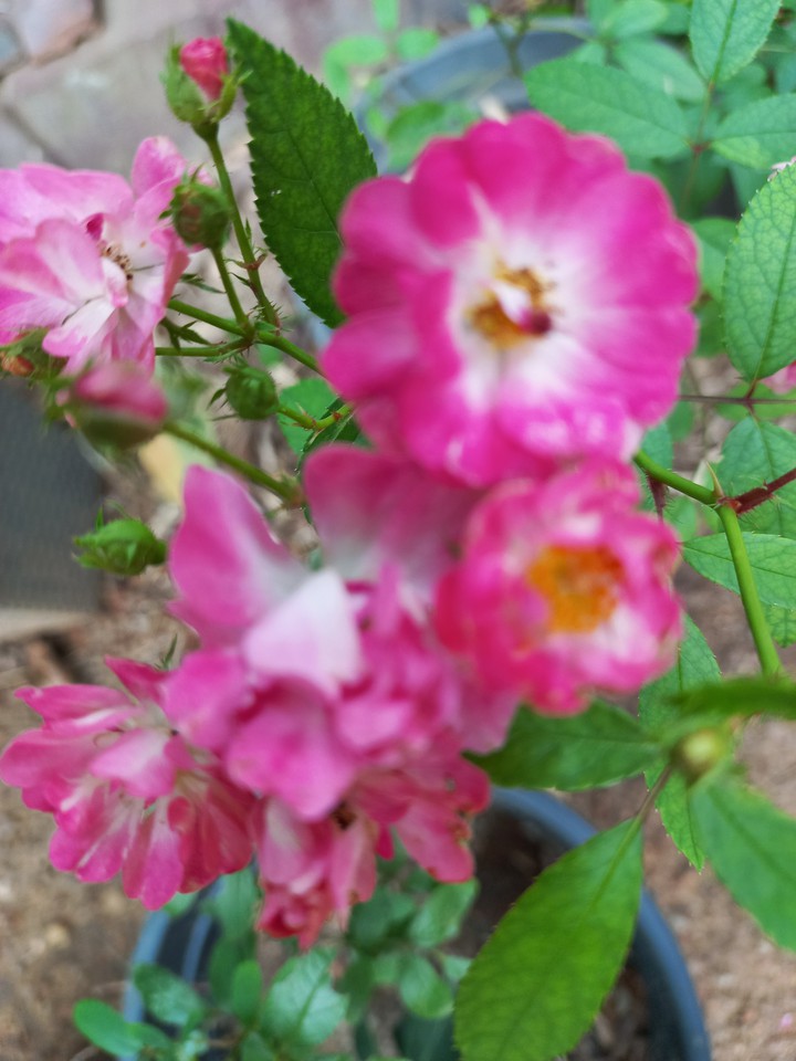 baby rose ?