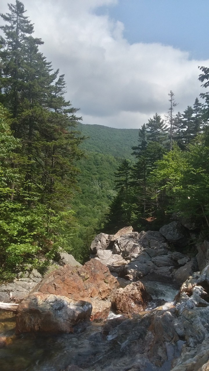 Summer Woods