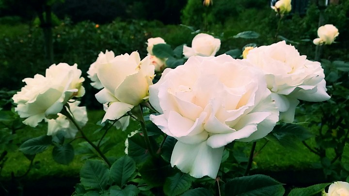 white is the new red