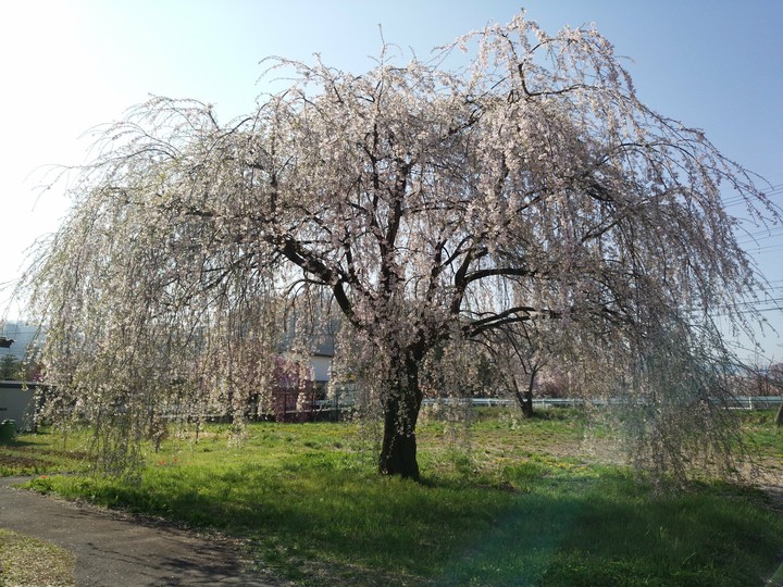 一本桜