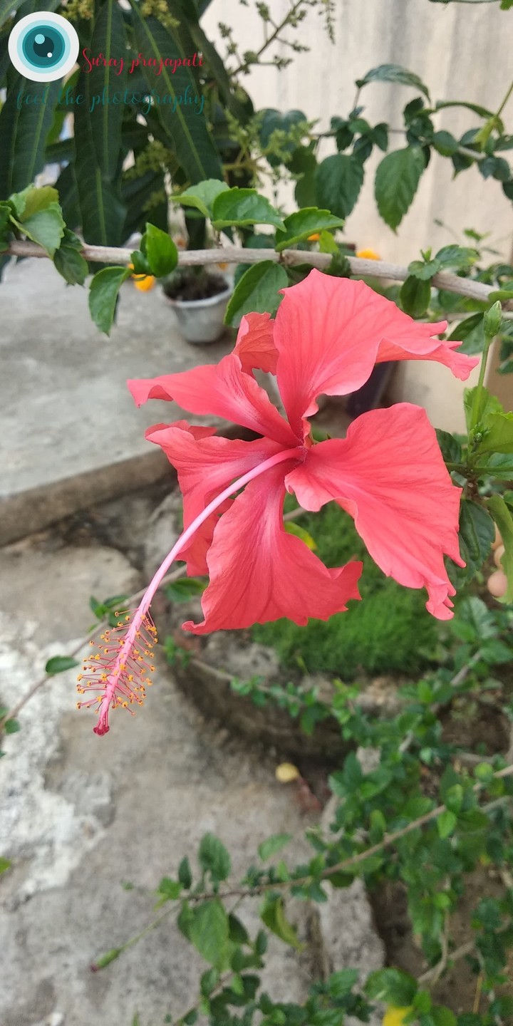 Pinky