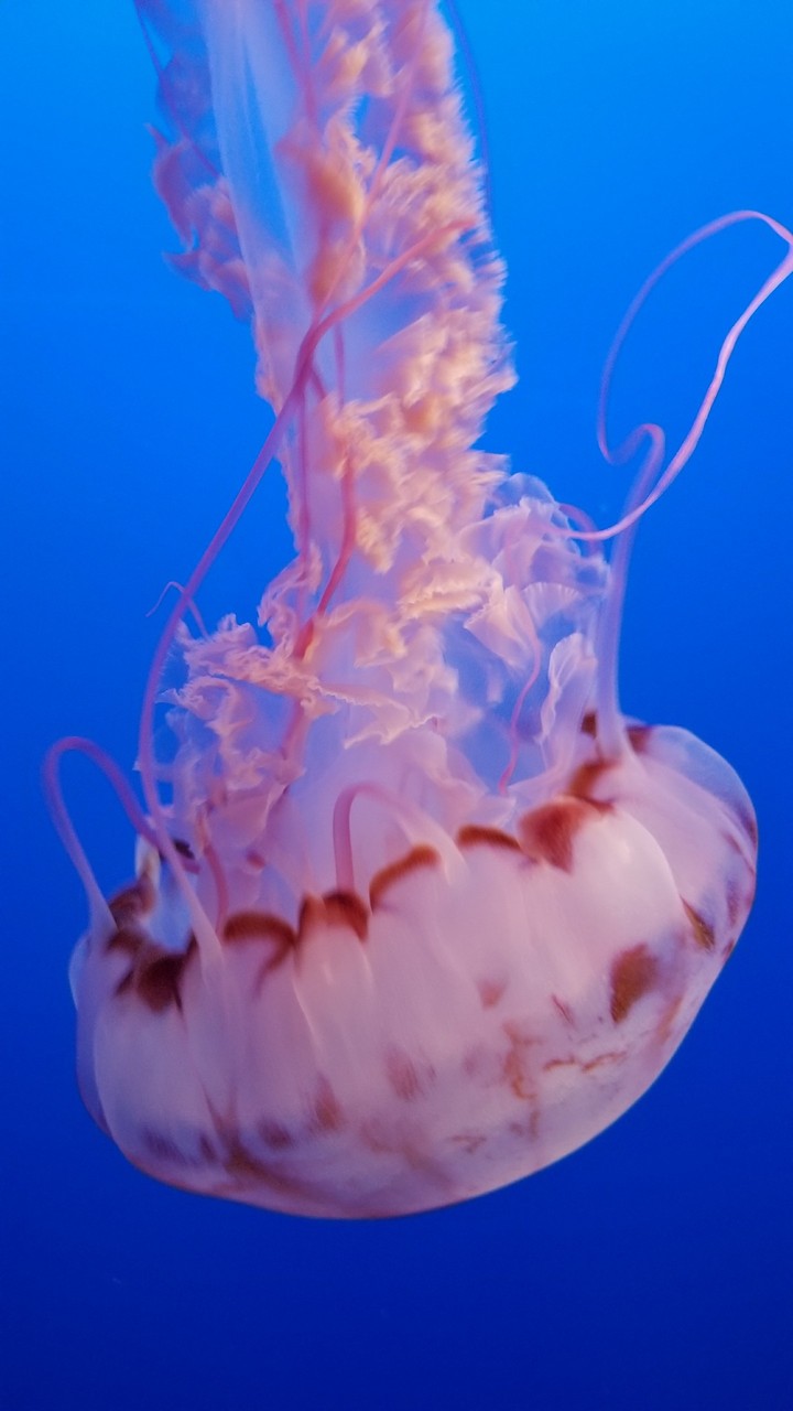 Jellyfish