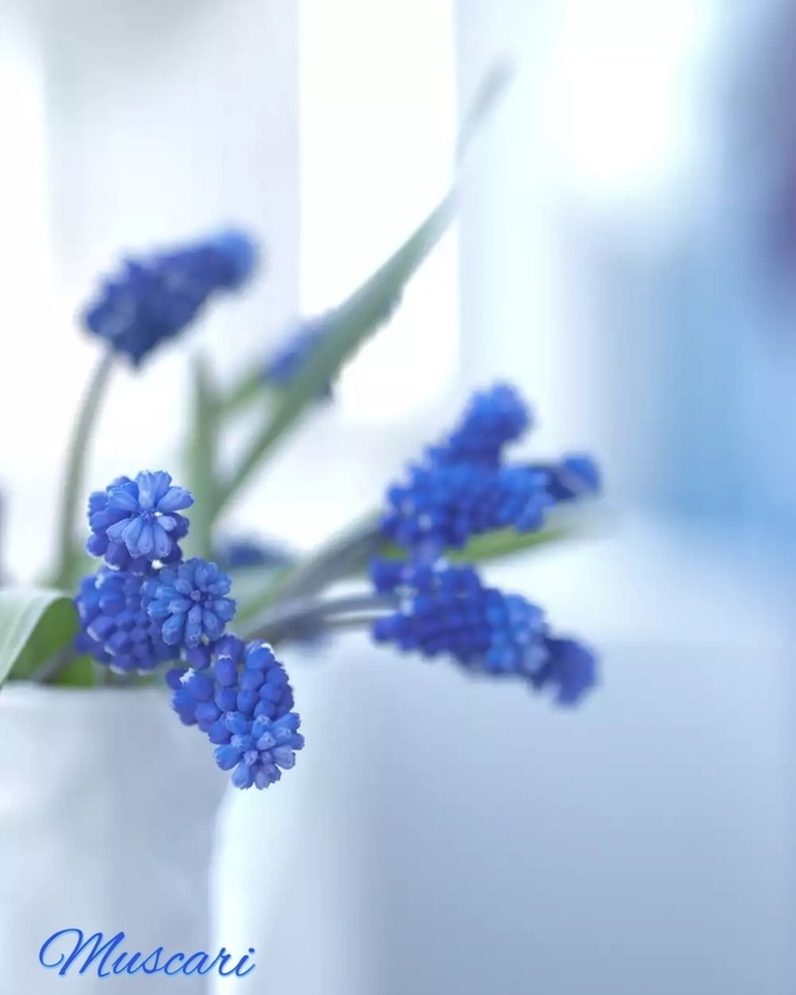 muscari