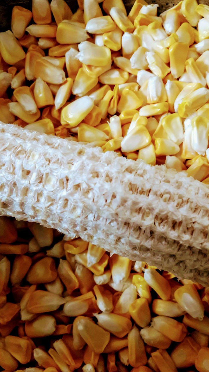 corn