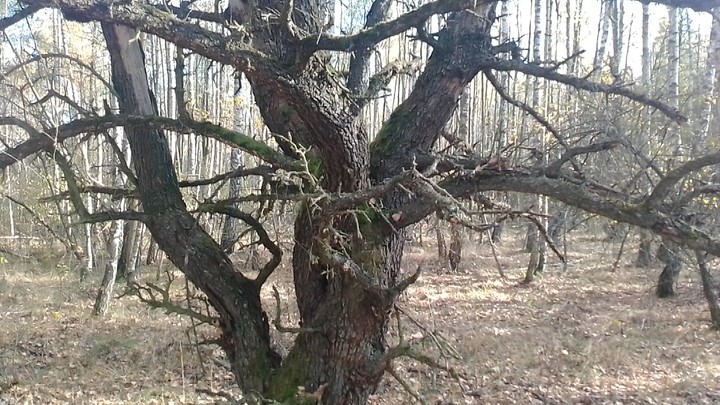 старое дерево