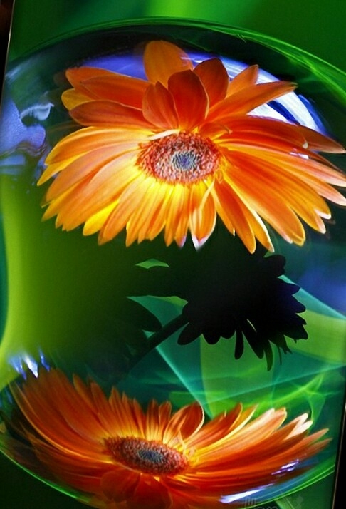 Gerbera