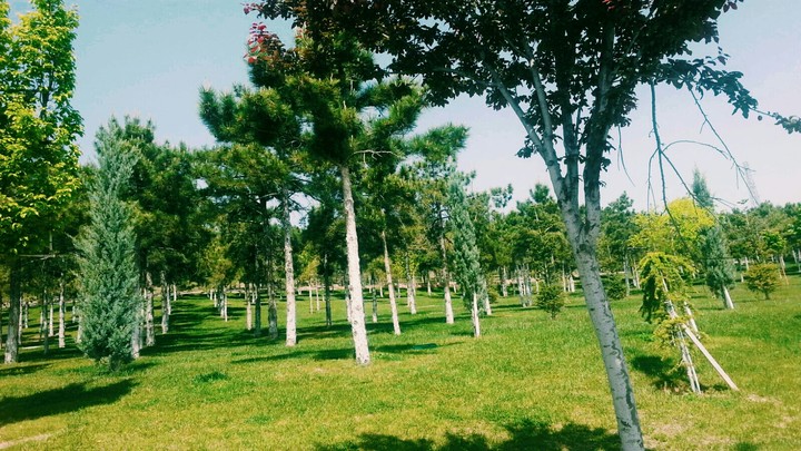 Green-Blue