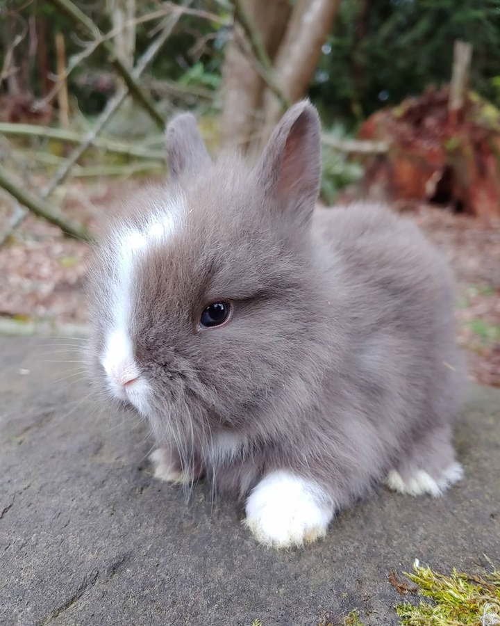 Rabbit