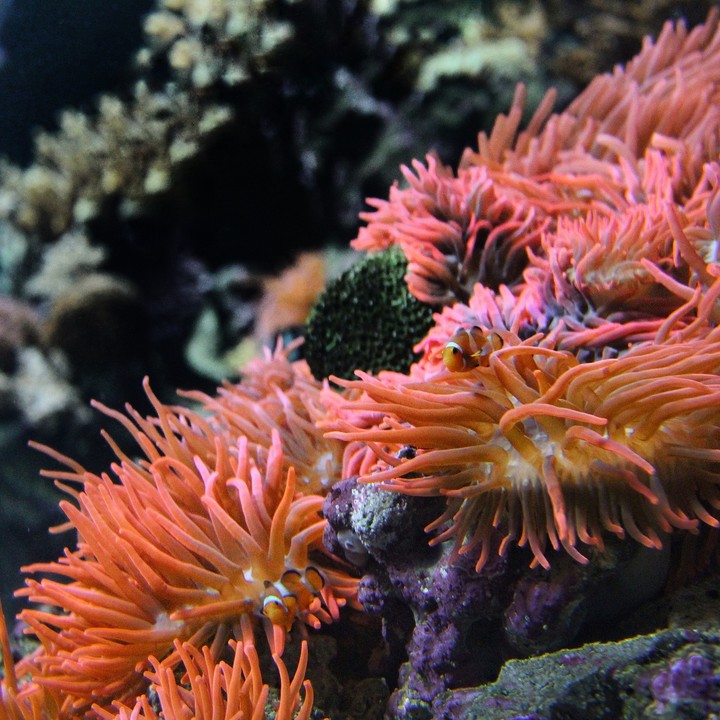 Acquario di Genova