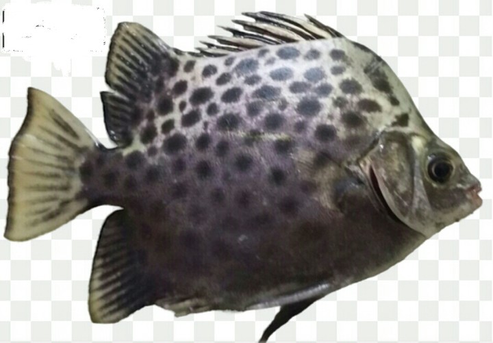 Scatophagidae