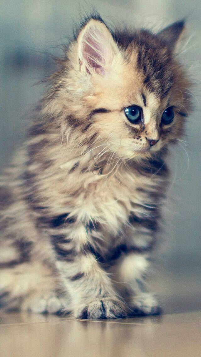 Little kitty
