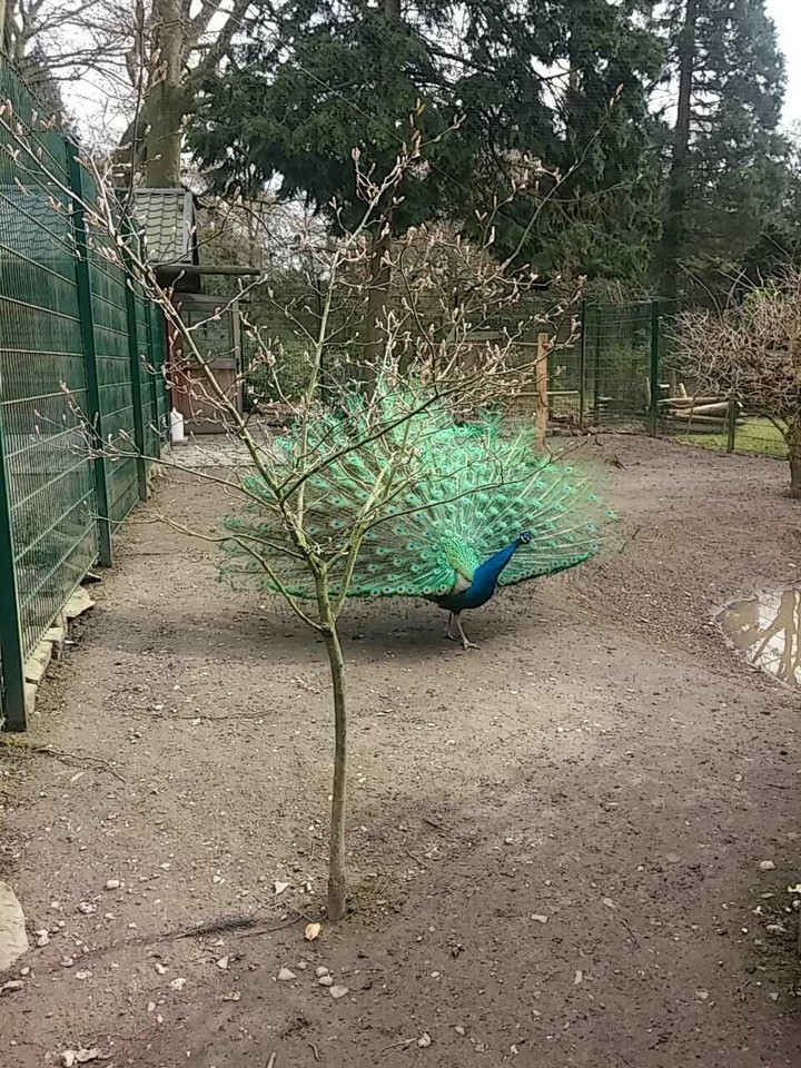 multicolor peacock