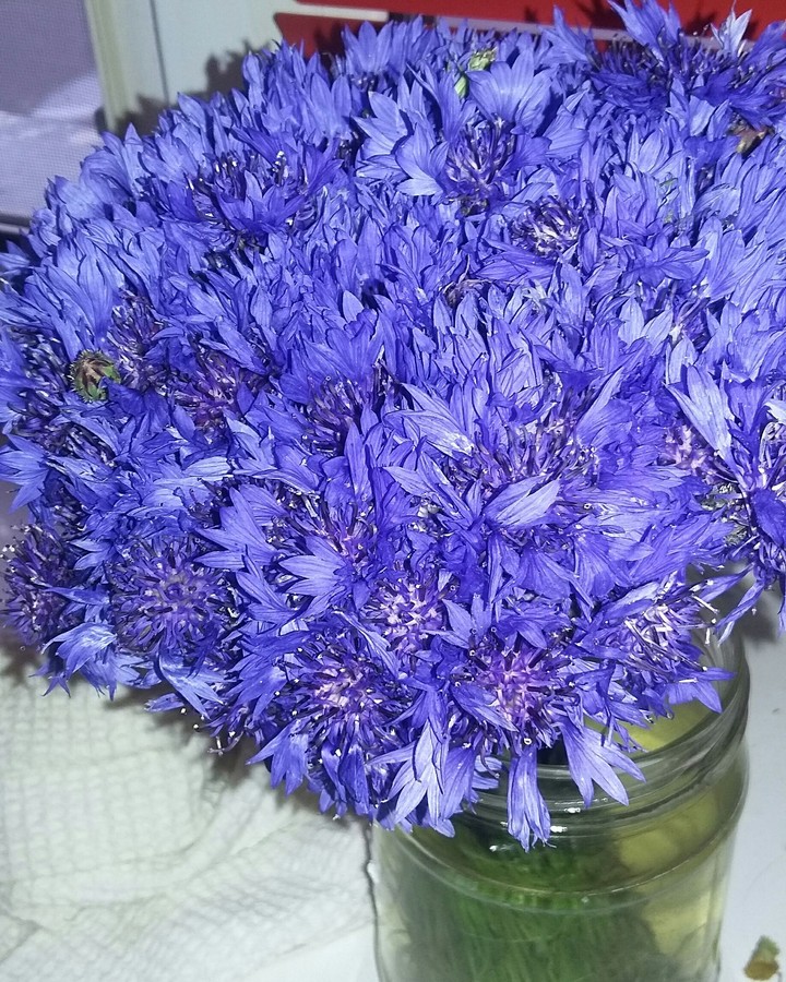cornflower