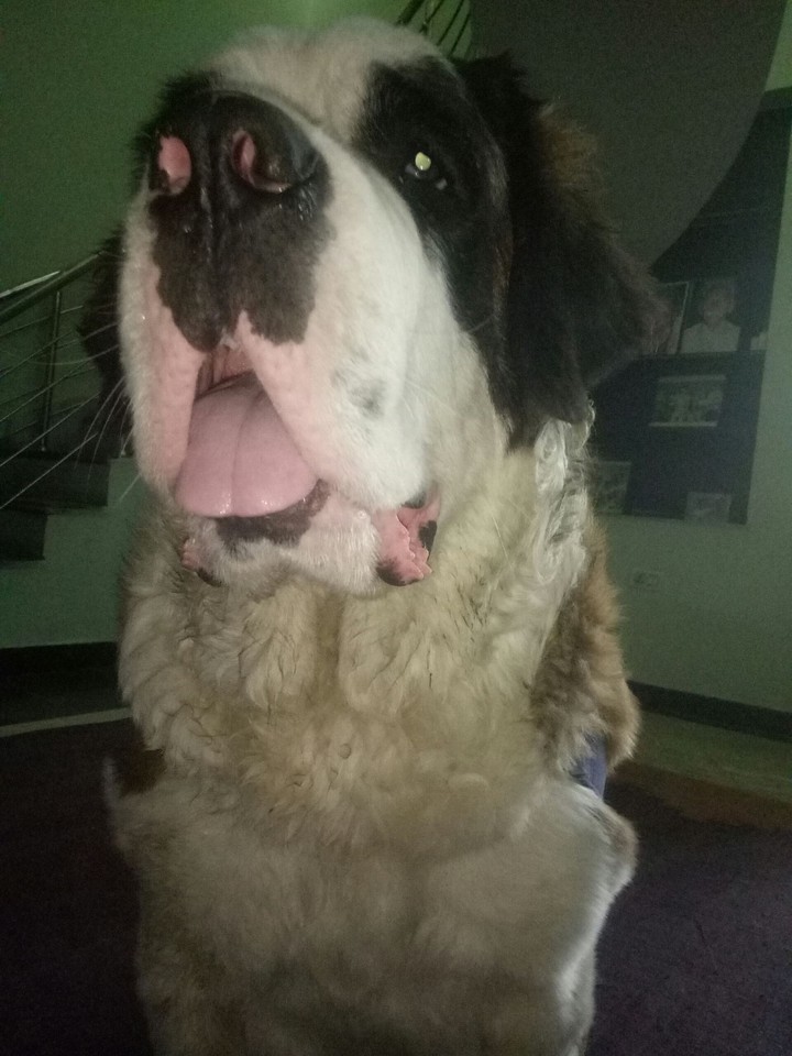 st bernard