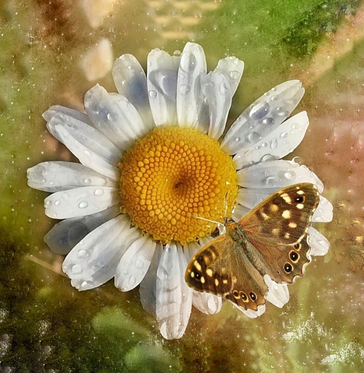 marguerite
