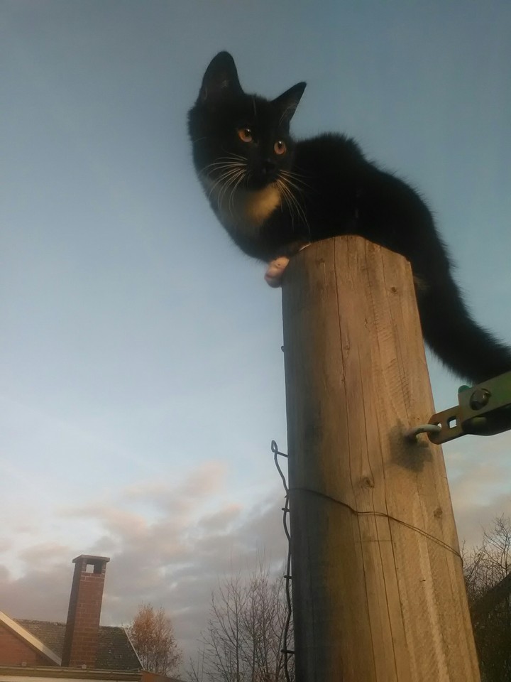 cat