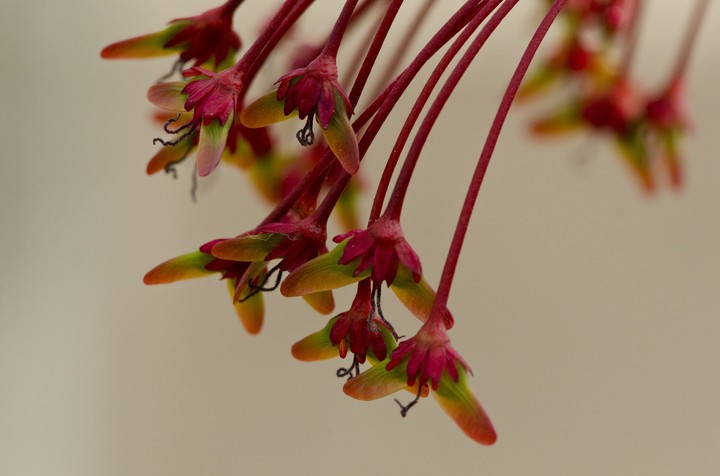 Red maple (Acer rubrum) seeds starting to form