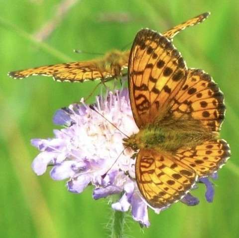 argynnis, boloria achtergronden