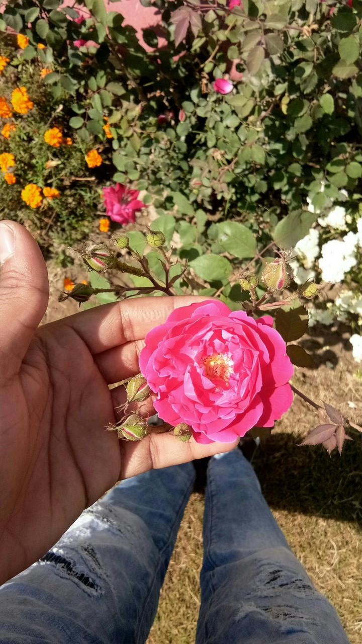 flowers for you