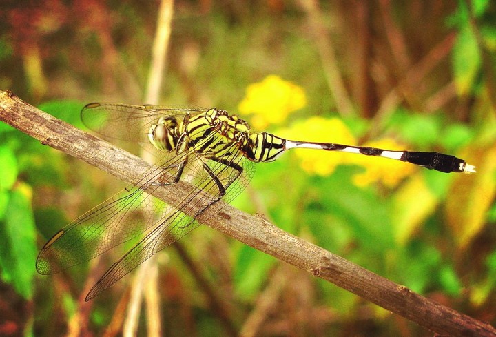 The Gorgeous Dragonfly