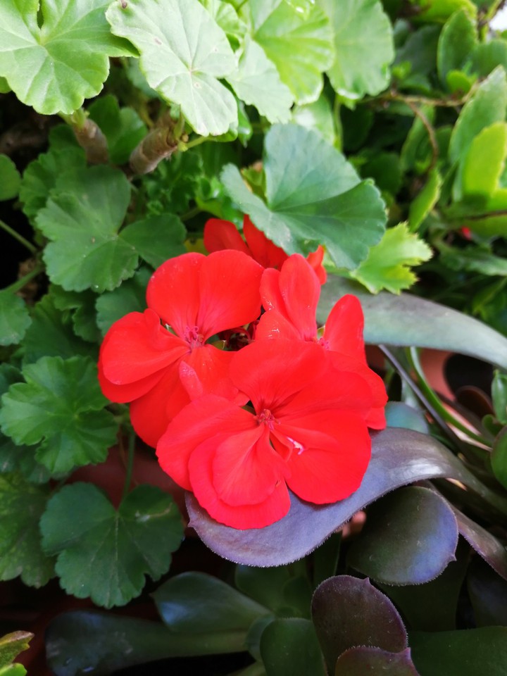 Geranium