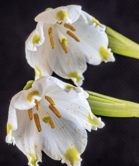 тапети Pollen, closeup