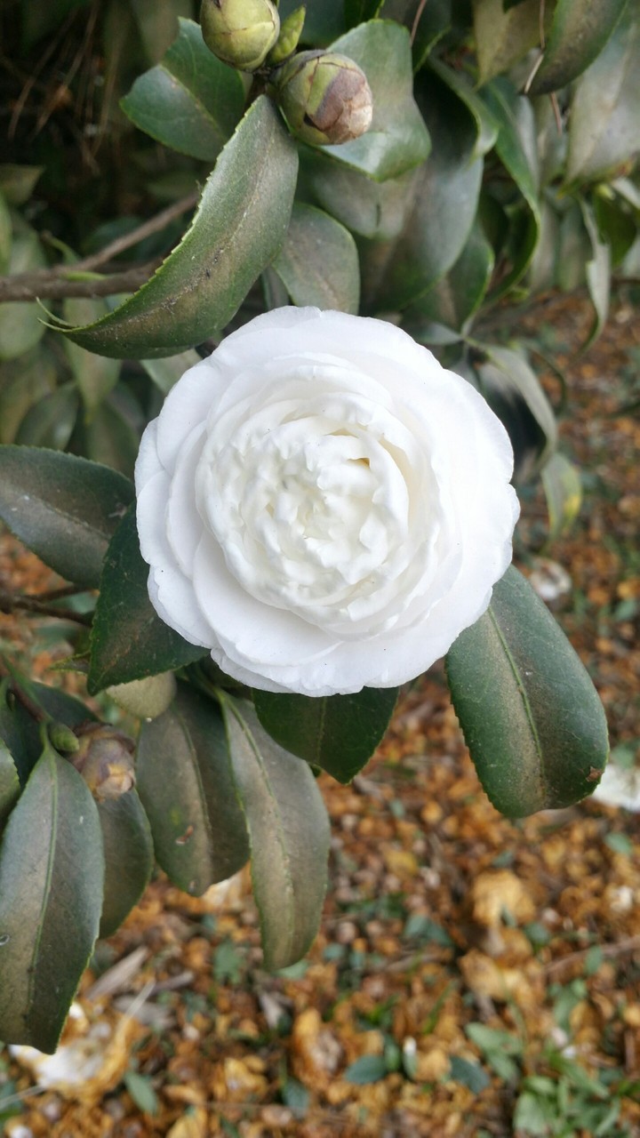 A Flor da Idade