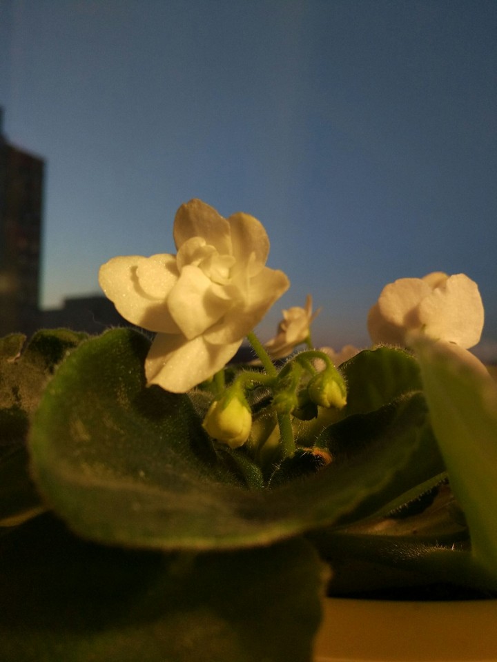 Evening flowers