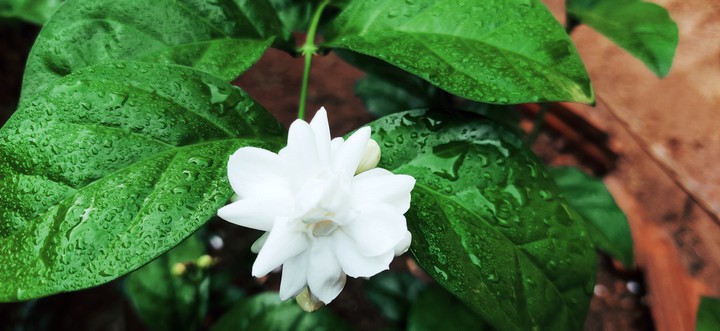 jasmin