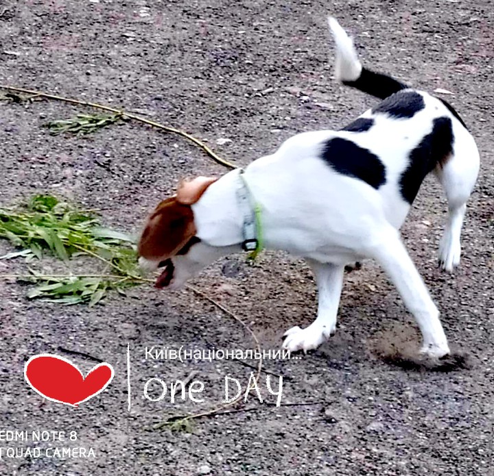 love dog