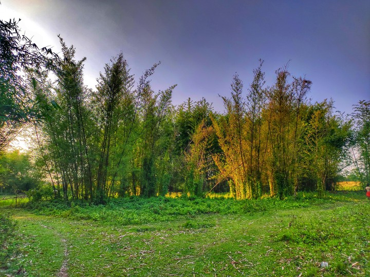 Green Bamboo Tree, Beautiful Nature